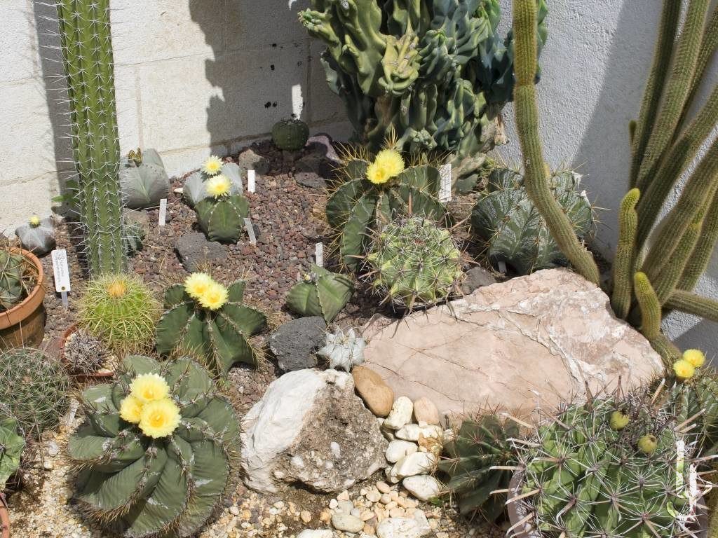 Suculentascom's tweet photo. Nuevo post (La madurez en las colecciones de plantas suculentas.) publicado en: https://t.co/7TYmAJhgU8 - https://t.co/4ncUYoXmHW https://t.co/7jvjb0yiti