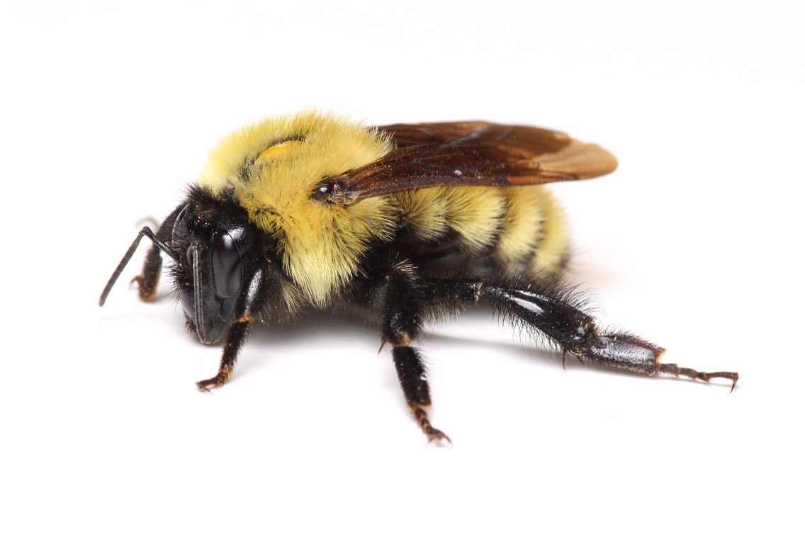 Honey Bee Species Identification Chart
