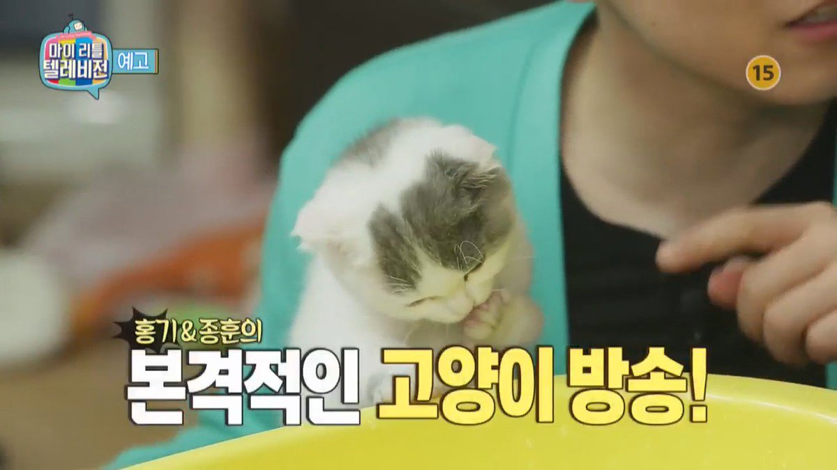 <#마이리틀텔레비전> 고양이만 있다면 어디든 천국일테니...♥ #이홍기 & #최종훈, 두 사람 앞에 갑자기 튀어나오는 고양이들?! 본격 고양이 방송의...