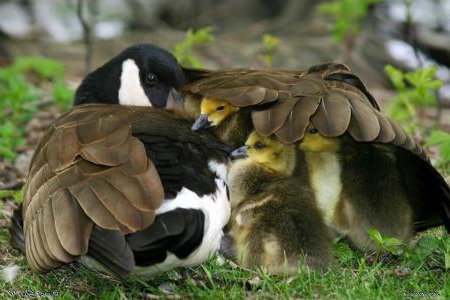 鳥を抱える子供 鳥は天敵から子供を守る】 鳥は自分の子供を天敵から守る為に 自分の翼