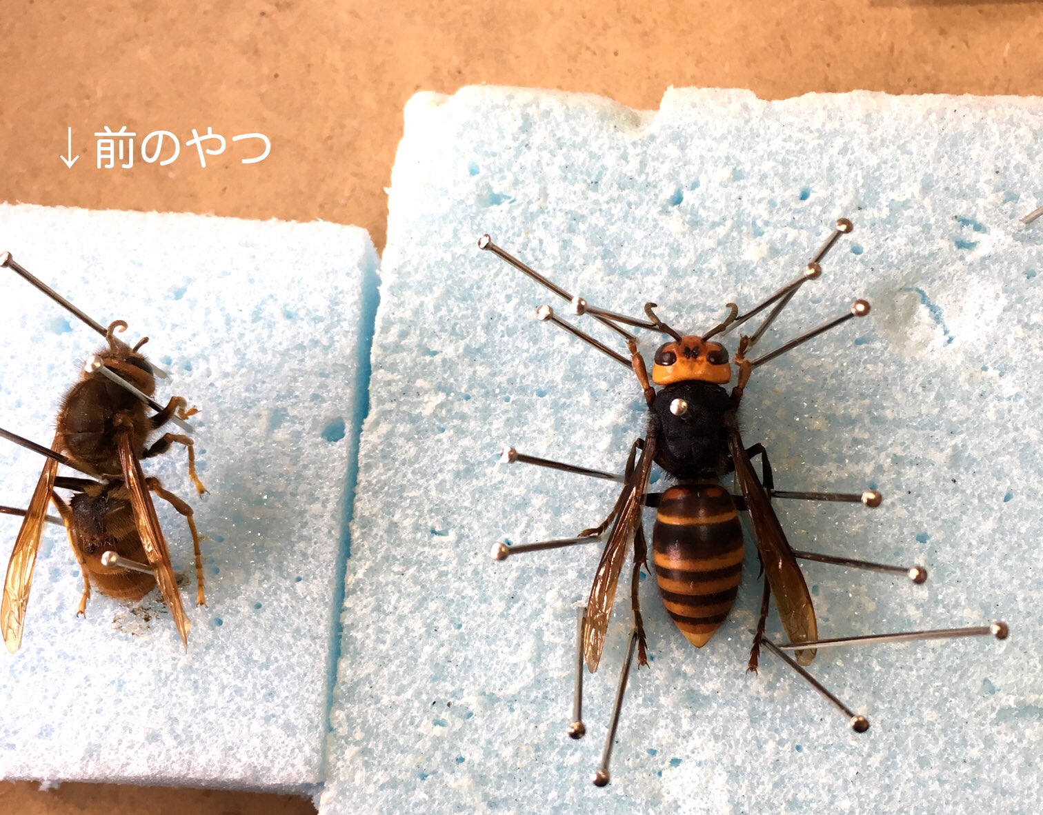 舞汁 Maijiru スズメバチいたから網探して捕まえてきた ちゃんとした標本の作り方分からないけど とりあえず熱湯につけてサッと湯通し して虫ピンで固定中 前のやつと違う ౪ なんかプラスチックっぽいｗｗｗ T Co Hdouxdvytd