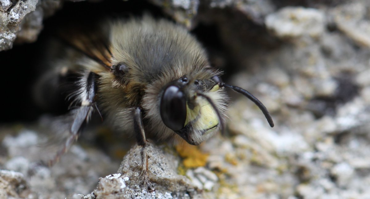 B_Strawbridge's tweet photo. 'H' is for Hairy-footed flower bee!!! (Anthophora plumipes) who loves lungwort, primrose & dwarf comfrey #AlphabetBees Day 8 https://t.co/wBtcZjnrZi