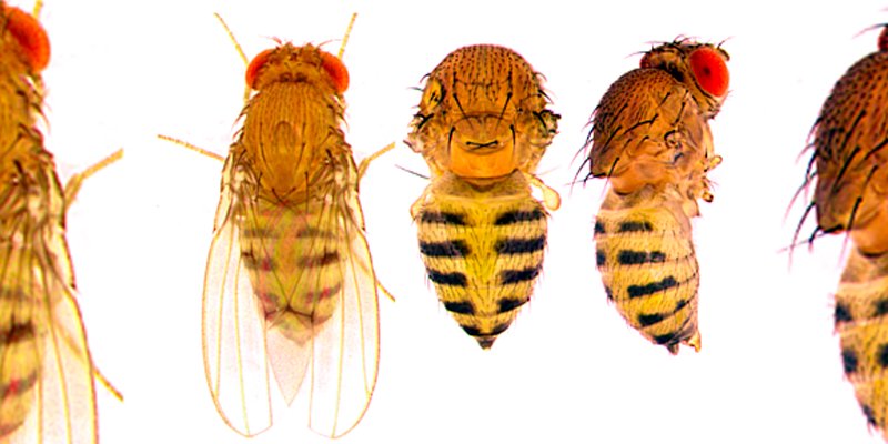 hildebrant_c's tweet image. Fruit Fly Genetics Reveal Pesticide Resistance and Insight Into Cancer &amp;gt;&amp;gt; bdtechnews24.com/2017/05/fruit-…