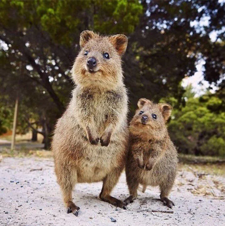 なんだこいつ！か、かわいい！クアッカワラビー！！！