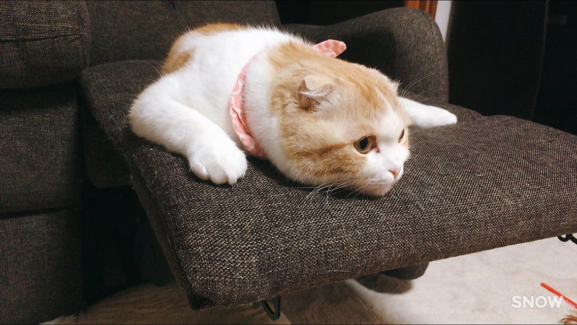 una1535's tweet photo. ぺちゃんこ https://t.co/72J6EJDp58