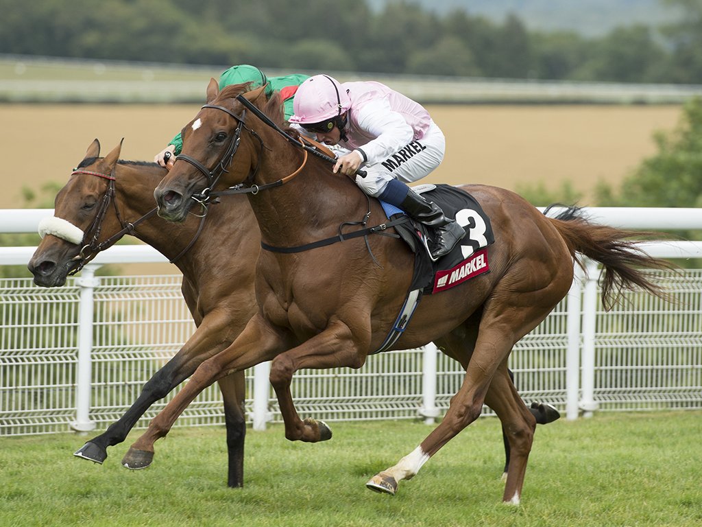 RacingPost's tweet photo. Coconut Creme: can Haggas hopeful secure piece of Goodwood family history? Height Of Fashion Stakes (4.20) preview https://t.co/zrppQZJeaG https://t.co/tH8eQabdXK