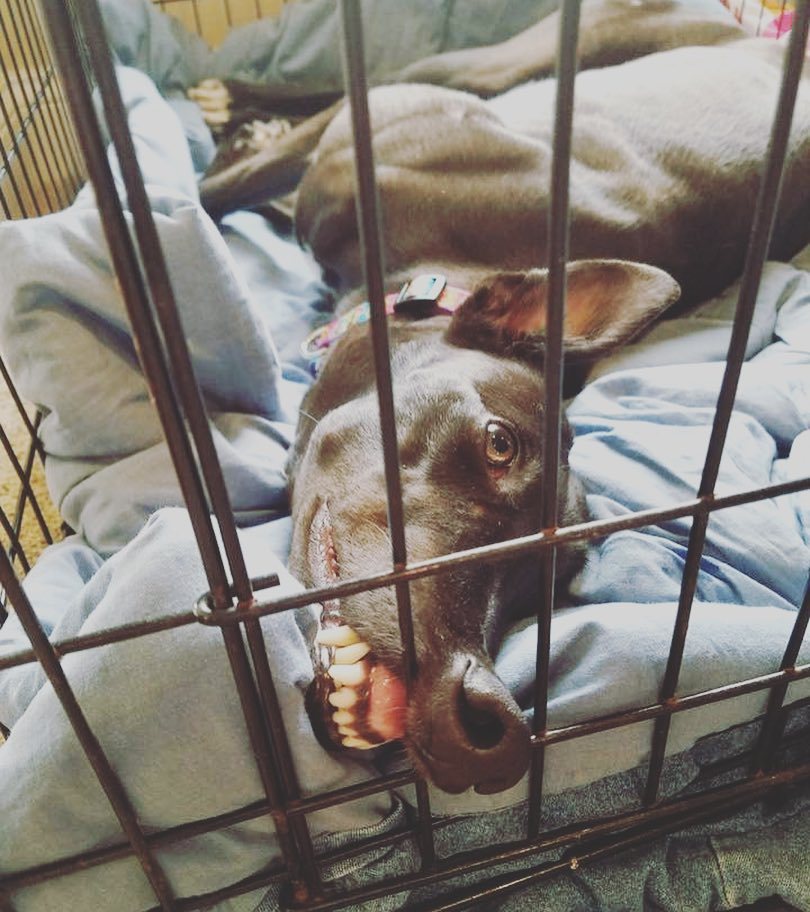 AmericanGreys's tweet photo. When you wake up on Thursday thinking it's Friday. #notreadyfortoday #longestweekever #isitfosterfridayyet #americ⦠https://t.co/6rYrYYHOeA https://t.co/MaNIl0Ab54