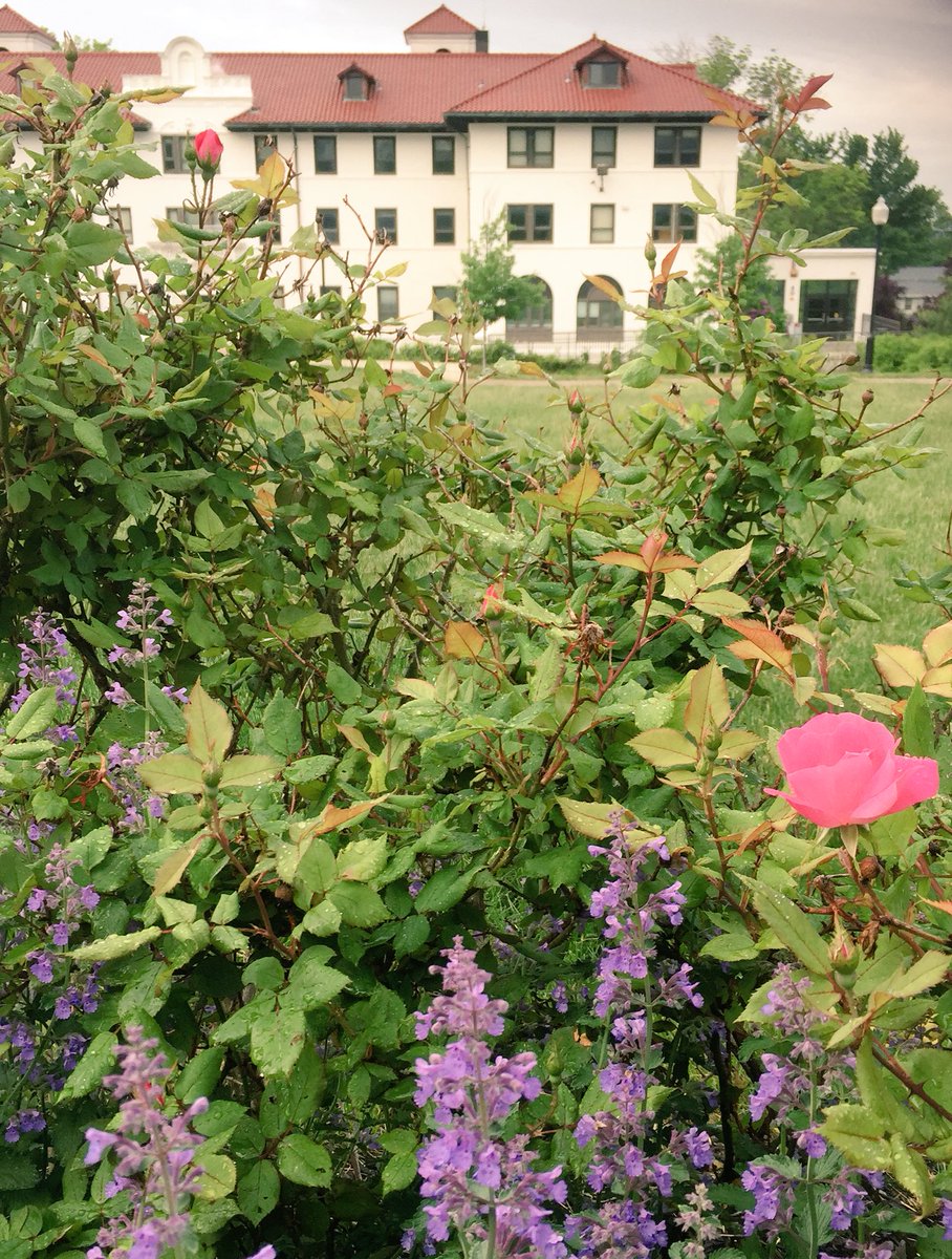 msufrench's tweet photo. Nos félicitons nos nouveaux diplomés de @montclairstateu Un bouquet de fleurs de #RussHall pour fêter la journée! #MontclairStateGrad https://t.co/9sJiLuSUe4