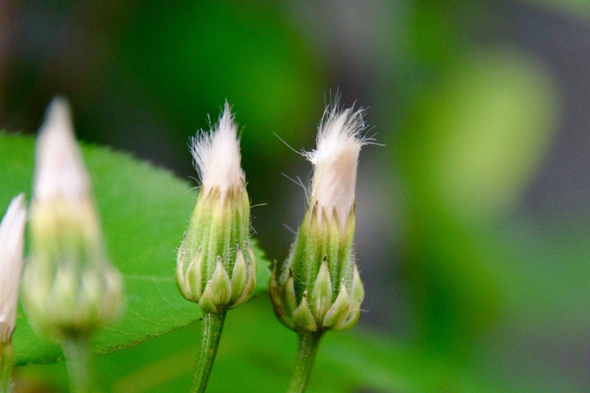 たほちん 桃色タンポポ 綿毛になりました ˊᵕˋ ガーデニング 桃色タンポポ クレピス 寫眞倶楽部