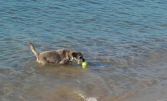 MarkRobCW's tweet image. It&apos;s Willow&apos;s 6th birthday so a quick swim and playing on the beach at Bournemouth before it gets too hot 😃