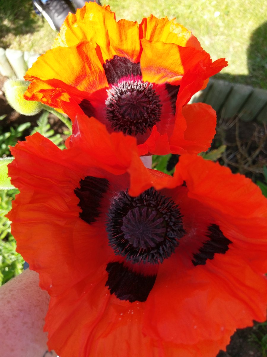 SLumley's tweet photo. Love waking up to my beautiful poppies open @forward @JCForwardAssist @Alanspearman1 @SLForwardAssist https://t.co/uV6XUkZzZ4