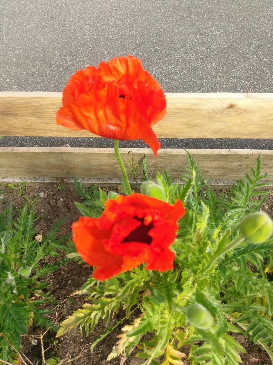 SLumley's tweet photo. Love waking up to my beautiful poppies open @forward @JCForwardAssist @Alanspearman1 @SLForwardAssist https://t.co/uV6XUkZzZ4