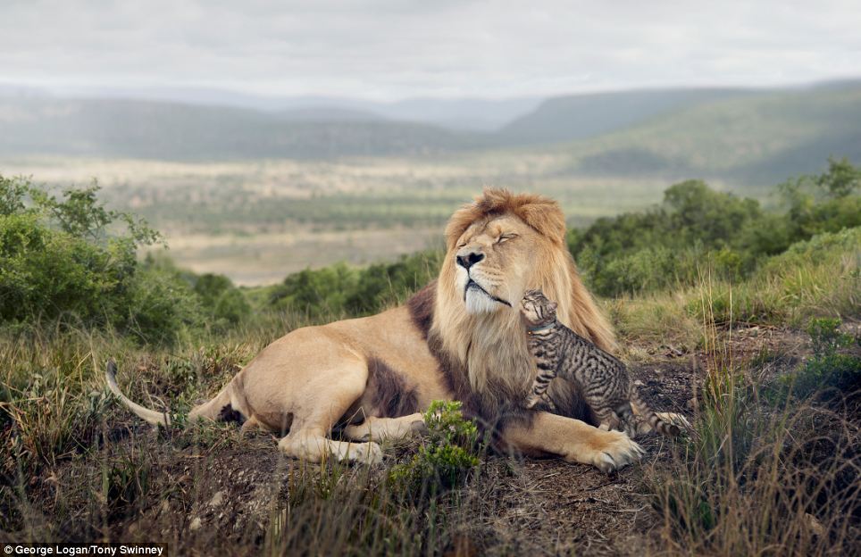 legibra's tweet photo. @Xplorato How are you celebrating #Africa on #AfricaDay2017 ?
#MKRTT #TembeaKenya #Magicalkenya https://t.co/aBXRvwp87V