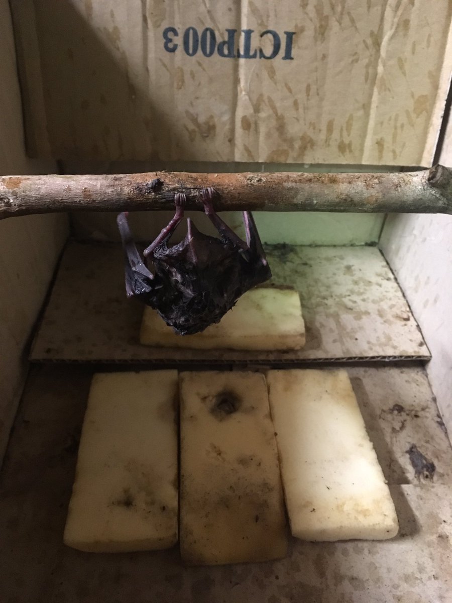 westdama's tweet photo. no go for #batlaunch 2nite so back in the box for him.  just as well as a heavy shower of rain came thru soon after! Now to find sum moths https://t.co/rhIU4d8YHd