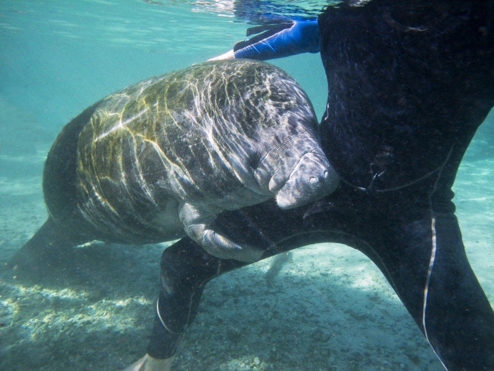 Abrazo de manatí ^_^ animales