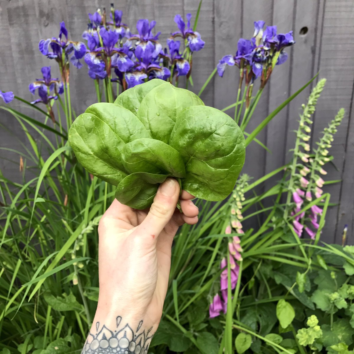 LoraMaze's tweet photo. The first spinach harvest! It was delicious #growyourown #allotment #vegetablebased #Superfoods https://t.co/7m09tCtKyR
