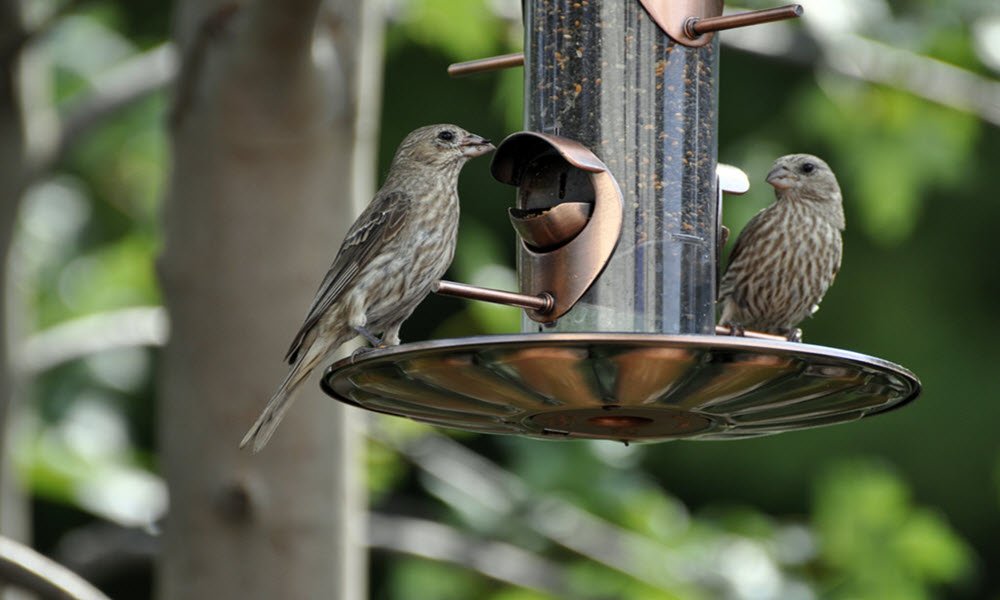 Birdfeedercleaning Hashtag On Twitter