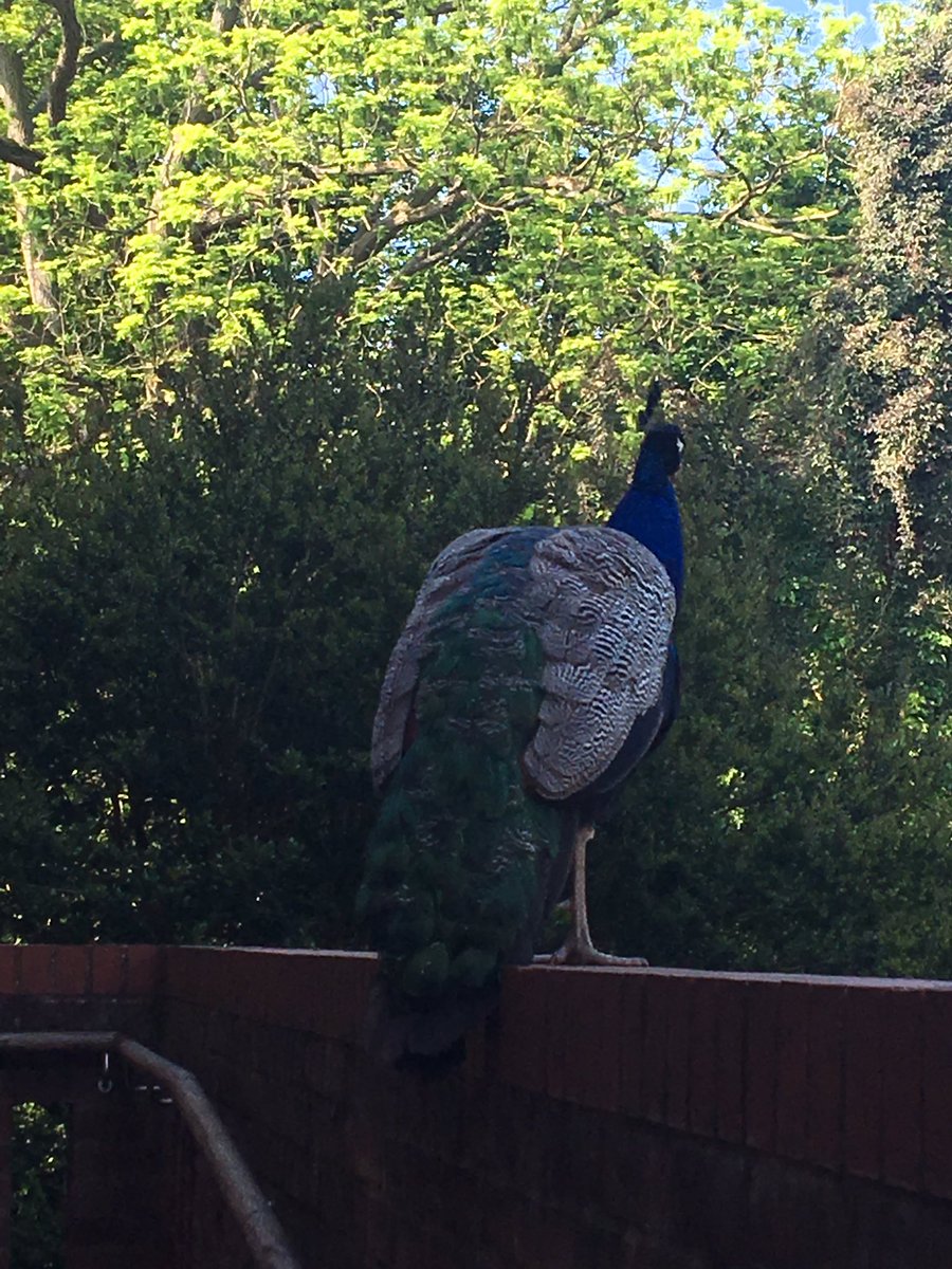 LucyConference's tweet photo. We have a new guest on our dining hall roof! https://t.co/jB4csRDsty