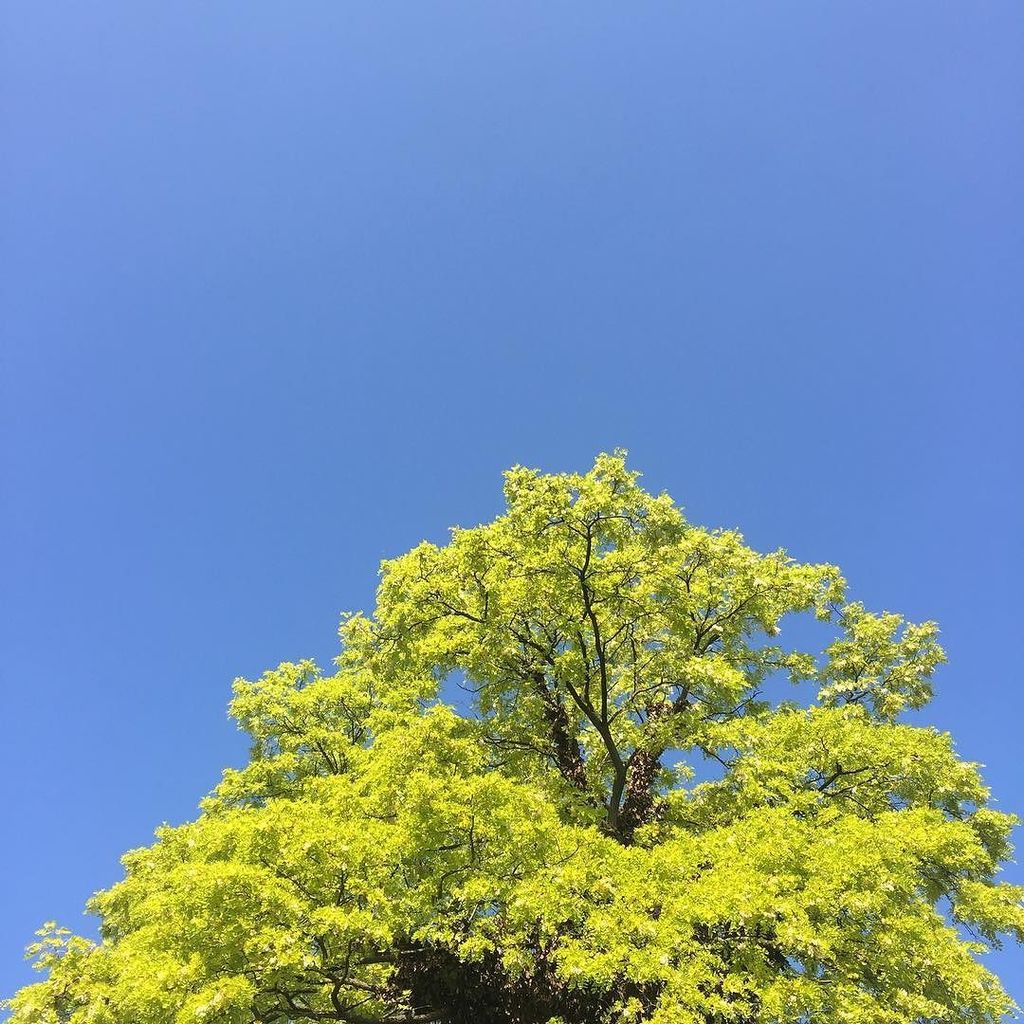 clairebrewster's tweet photo. It's a beautiful day, don't forget to look up and enjoy all the amazing trees #morelovelessfear #lovelondon #hackn… https://t.co/1neR3hQOdF https://t.co/Riz7XL4iS6