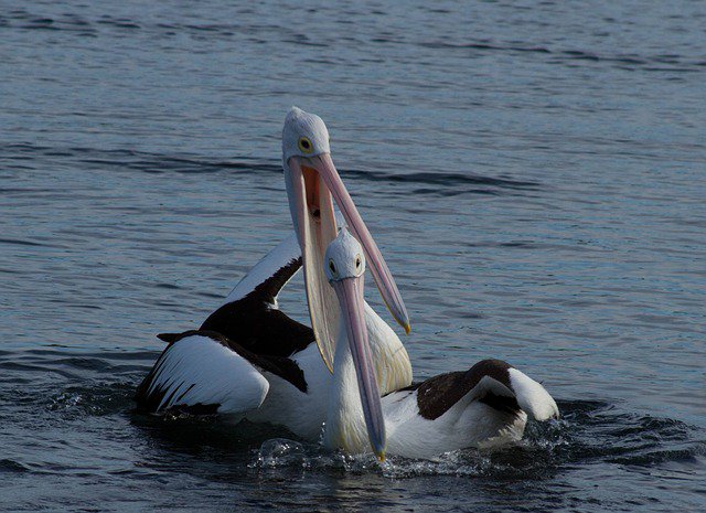 CuriosoCreativo's tweet photo. Algunas #parejas tienen su propia forma de #expresar #amor :D
https://t.co/cbDkYymSfE #pelican #pelicano #pelicanos #pelicans #pelícano https://t.co/KOKyu4owfJ