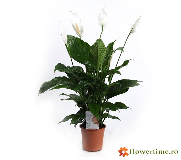FlowerTimeCluj's tweet photo. Spathiphillum wallisii absoarbe substanţele nocive din aer.🙂
#Spathiphillum_wallisi #comandă_online #Flower_time 
https://t.co/y7x2m9kYOW https://t.co/JBhdGiWW3u