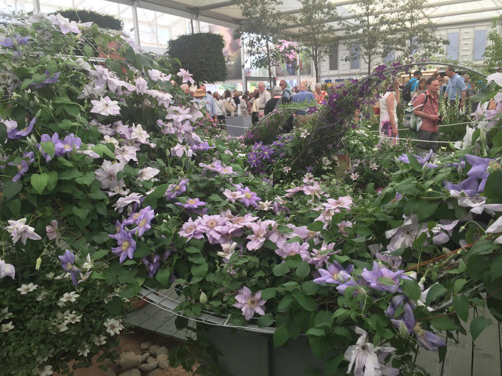 clairerendall1's tweet photo. Great way of displaying #clamatis ! #waves #ChelseaFlowerShow2017 https://t.co/Mz8tqLIs5A
