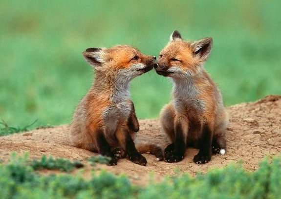 Network4Animals's tweet image. UK voters: make sure you vote for animals on 8 June! Have a look at what the main parties have pledged to do . networkforanimals.org/ge2017/