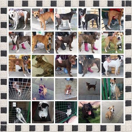 APASOS VITORIA tweet media