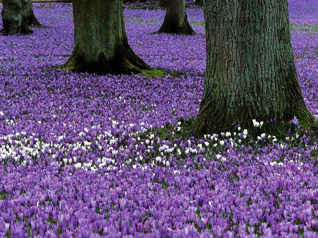 Lee este relato de una violeta que salió de su zona de confort. Te gratificará...compártelo...piensaenpositivo.com/una-violeta-va…