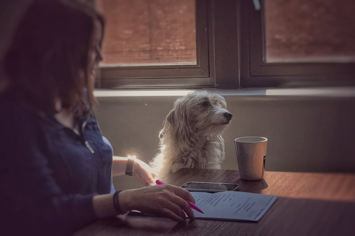 PartTimepets tweet picture