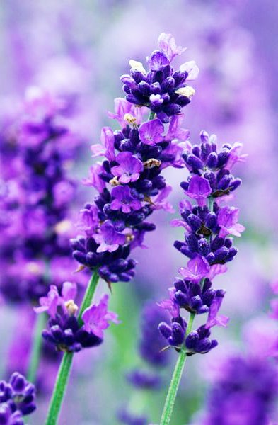 希望の花言葉 Twitter પર ラベンダー 香りによるリラックス効果を期待できるといわれる花 花言葉は 幸せが来る 希望の花言葉 Twitter પર ラベンダー 香りによるリラックス効果を期待できるといわれる花 花言葉は 幸せが来る