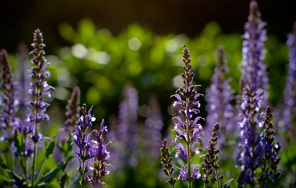 希望の花言葉 ラベンダー 香りによるリラックス効果を期待できるといわれる花 花言葉は 幸せが来る T Co Jxnxtavd0j Twitter