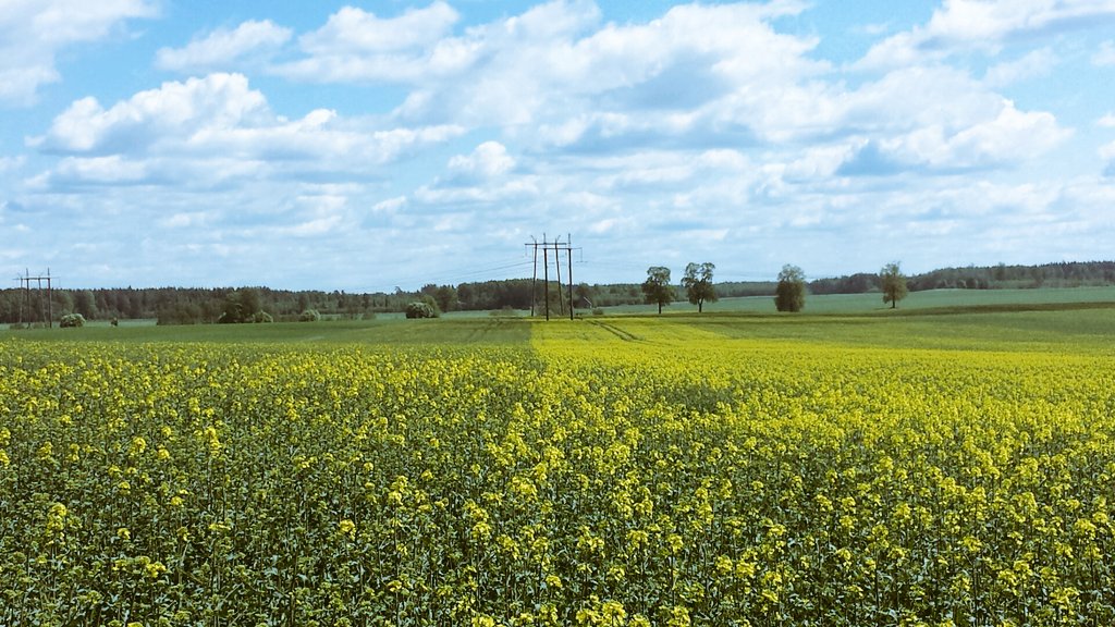 Ziemas rapsis uzsācis ziedēšanu arī Vidzemē! #seeds_clarus_garou