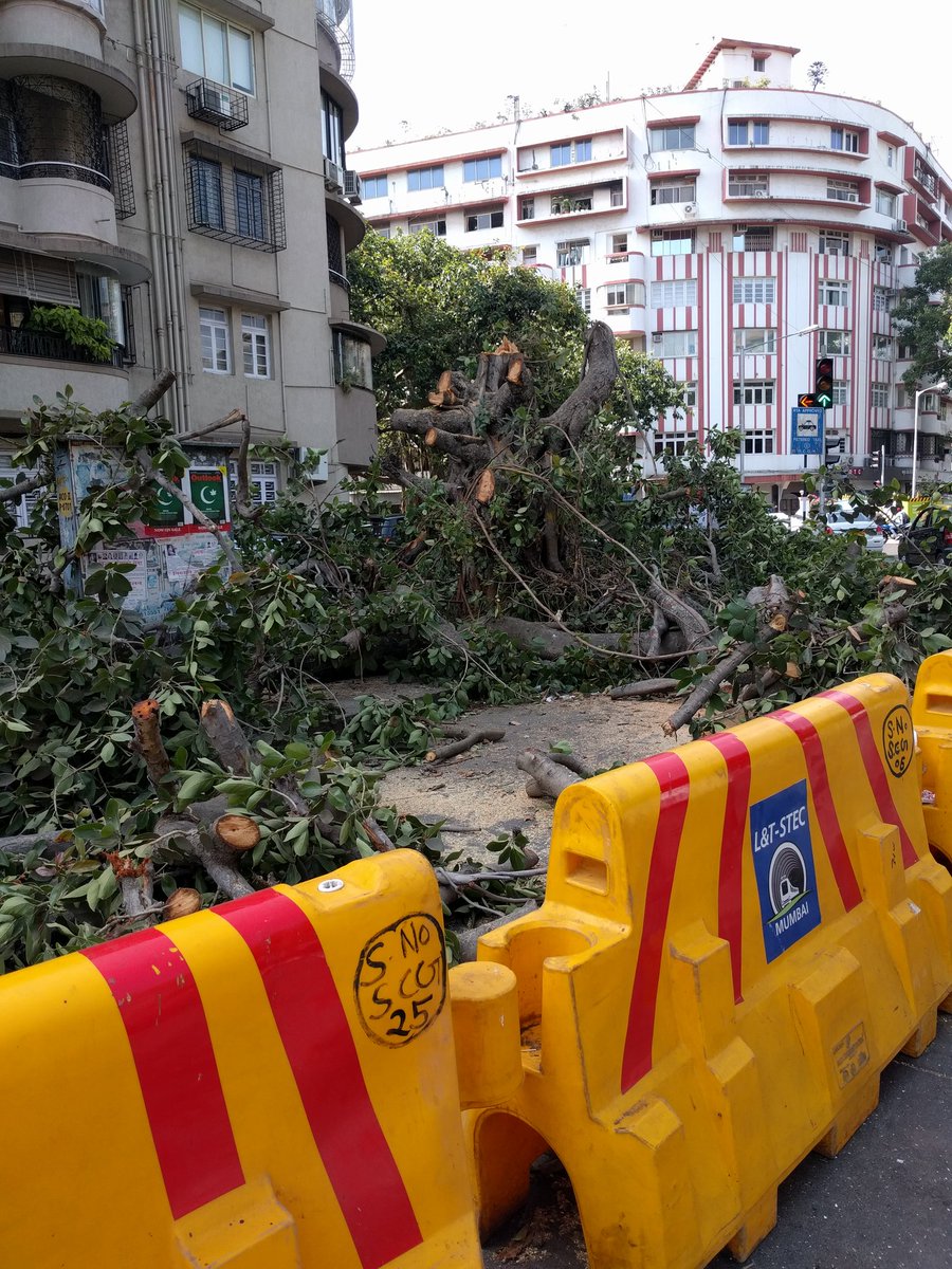 Depressed to see culling of 100 year old banyan trees for Mumbai Metro. Is this progress ? #Acchhe din ? Sad, sad...