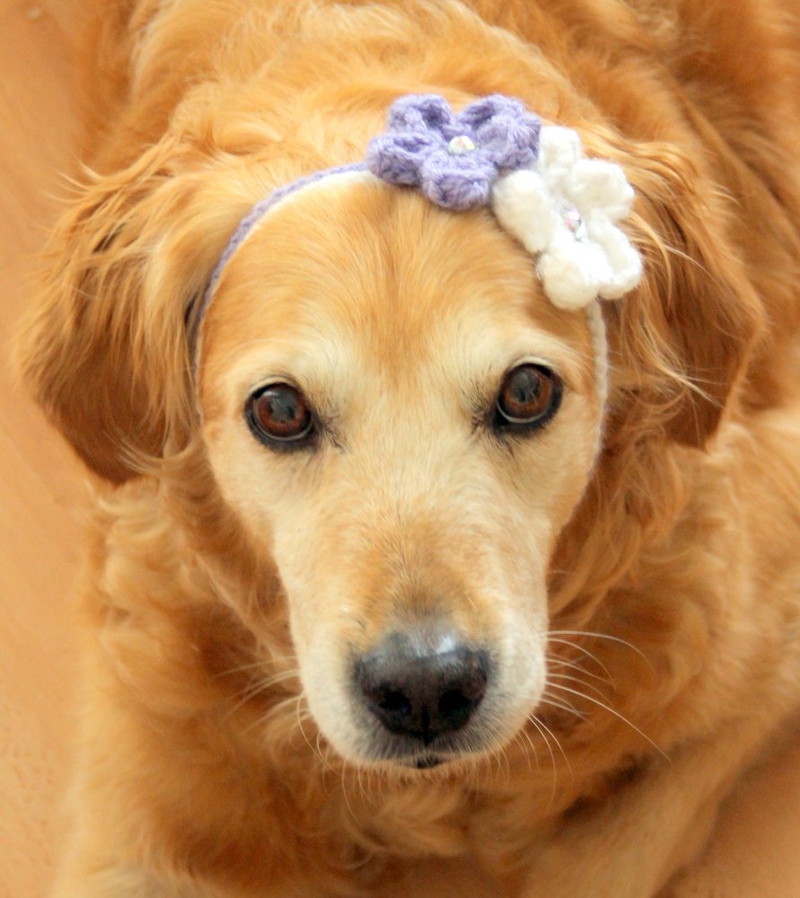 PawsomeCrochet's tweet photo. Getting ready for summer - new simple #dog #flowercrowns are here, under $10 shipped.  :-)  More at: https://t.co/GqUubU7wyj https://t.co/nDPusZWdtb