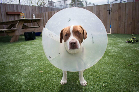 Moofio's tweet photo. Adoptable Dogs + Artists = CONE OF FAME https://t.co/3o9Qt64eRY #pets #dogs https://t.co/U4jRQr2eGr