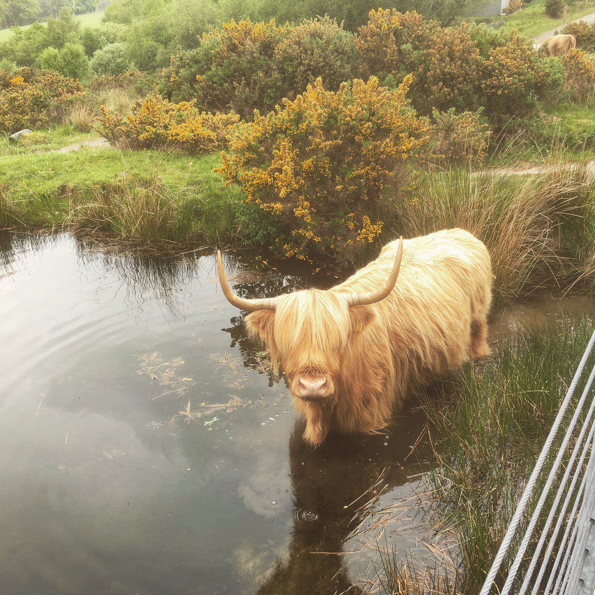 kirstylogan's tweet photo. Woke up to a highland cow having a bath outside my window. https://t.co/Xn4jBjbHCH