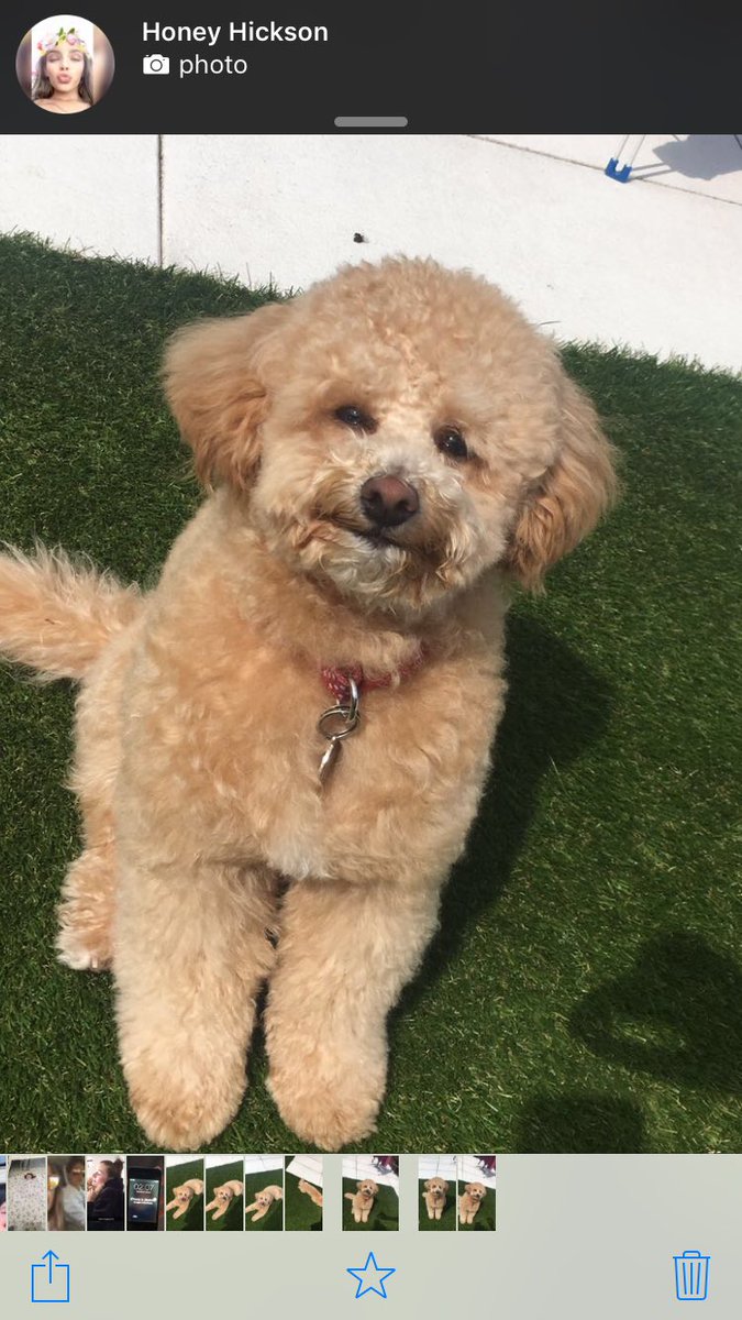 indiahickson's tweet image. Why is my dog such a lil poser 😩😍