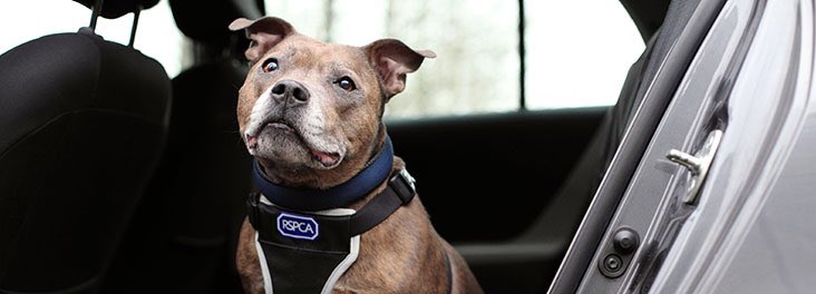 PrudhoeNland's tweet image. Dogs die in hot cars.RSPCA advice.

facebook.com/PrudhoeMatters… @RSPCANW