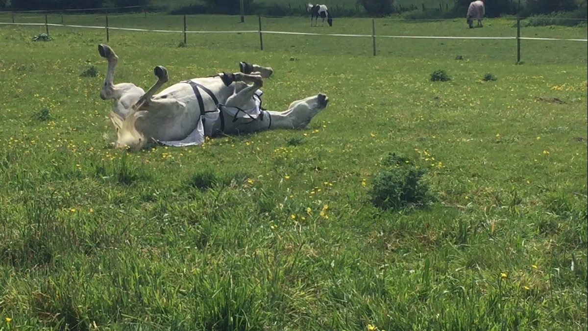 BWoodhead__'s tweet photo. Mr C showing his views on the weather today, it safe to say our polework session was not very productive ☀️😳 https://t.co/XXLSyjBnUb
