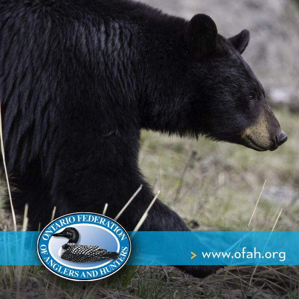 BEAR HUNT | Need to Know
Ontario’s hunters &amp; anglers must be vigilant. @OFAH pushes for a PERMANENT spring bear hunt. ReTweet if you agree.