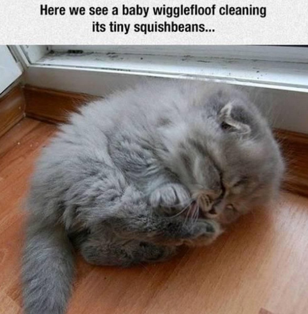 Cats And Kittens On Twitter Oh Yes We Do Lovecats