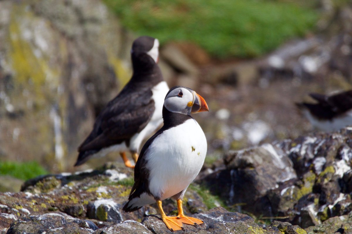 Love #puffins? Don't miss our special birdwatching cruise with <a href="/RSPBScotland/">RSPB Scotland</a> Sun 4 June, ideal for puffin spotting! maidoftheforth.co.uk/rspb-birdwatch…