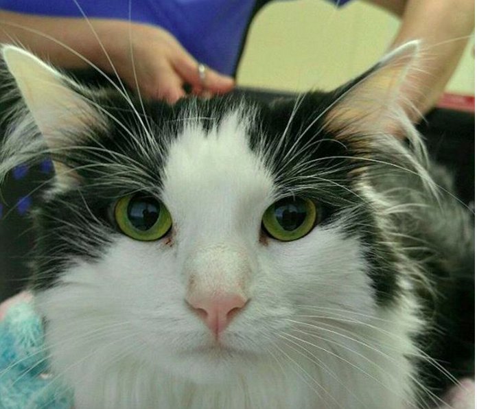 BuzzFeed's tweet photo. Professional 'Cat Cuddler' is an actual job you can have at this vet clinic 
https://t.co/dfUmYqXOVu https://t.co/hOj8TEiF1r
