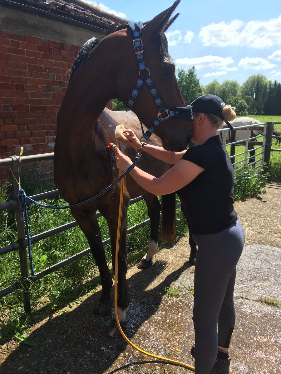 LizDiegutis's tweet photo. Diesels first ever bath today. He took it all in his stride. I even got kisses too 😘😘 #DeNiro x #SandroHit  #futurestar #Horsehour https://t.co/6KLyPawFhw