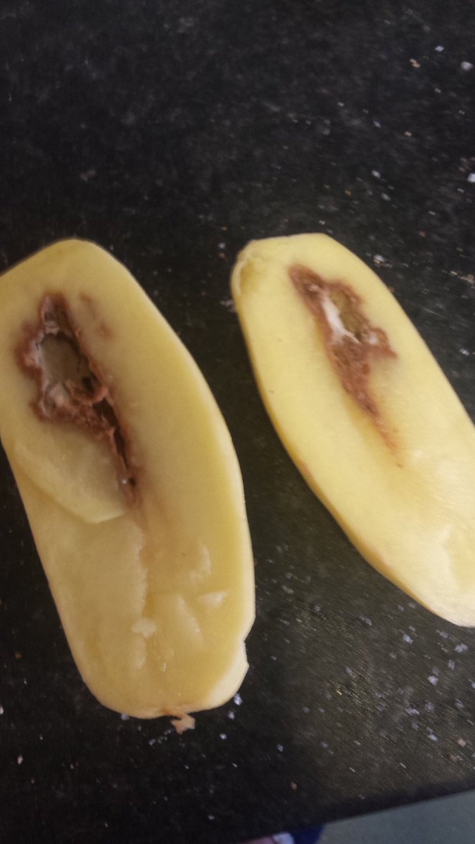 WrightEveryday's tweet photo. When i bought this potato yesterday from @sainsburys ... love that, guess no mash for me https://t.co/s0fB2jZoVf