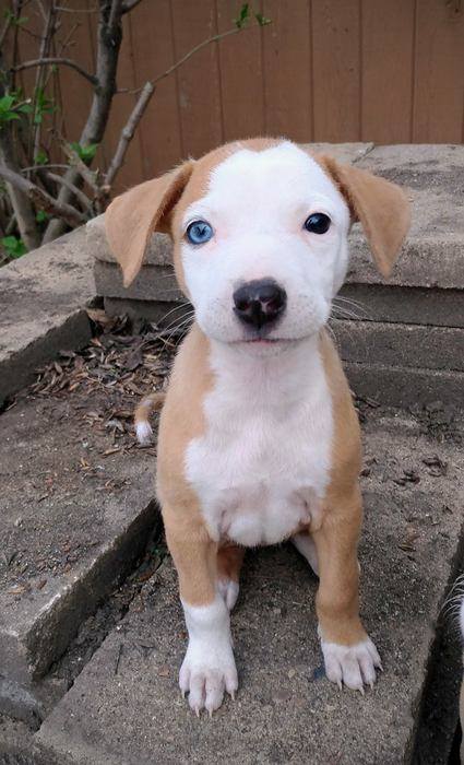 FurRSQ's tweet image. On this fine Thursday morning, we'd like to introduce our new intake all the way from Haiti.... adoptable Voodoo! zoesanimalrescue.org/animals/voodoo…