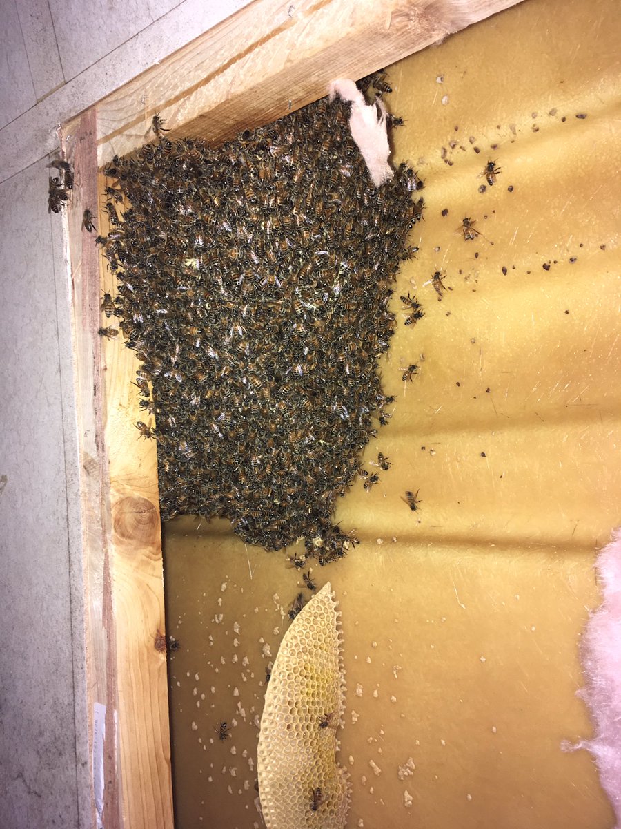 gabeeremoval's tweet photo. These bees decided they wanted to go camping.
The colony had moved in to the nose of the camper. #campingwithbees https://t.co/ucXFOxBqSI