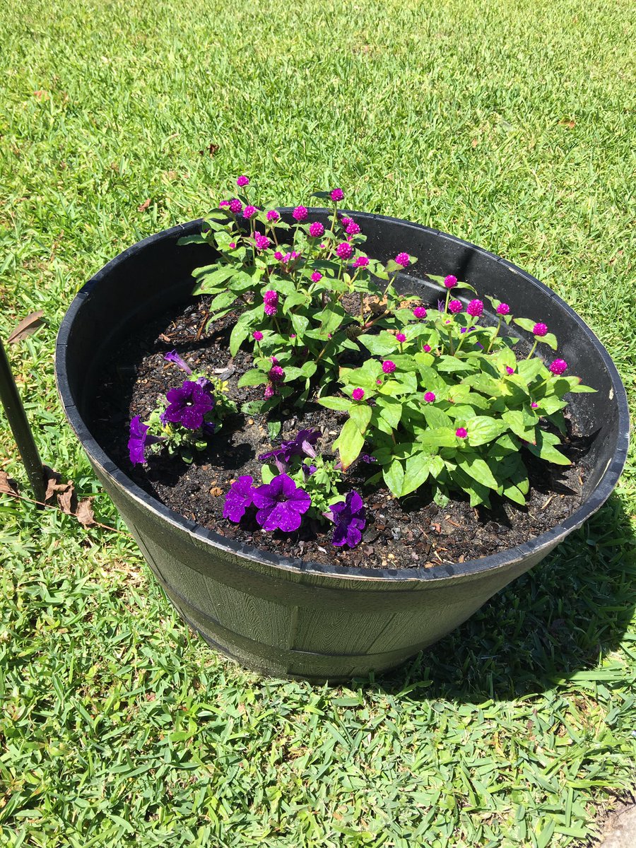 Darling_Way's tweet photo. Our #flowers are growingππ Hope everyone's having a lovely #Thursday so farπ
#spreadthelove #love #darlingway #houston https://t.co/iYssmrbqYh