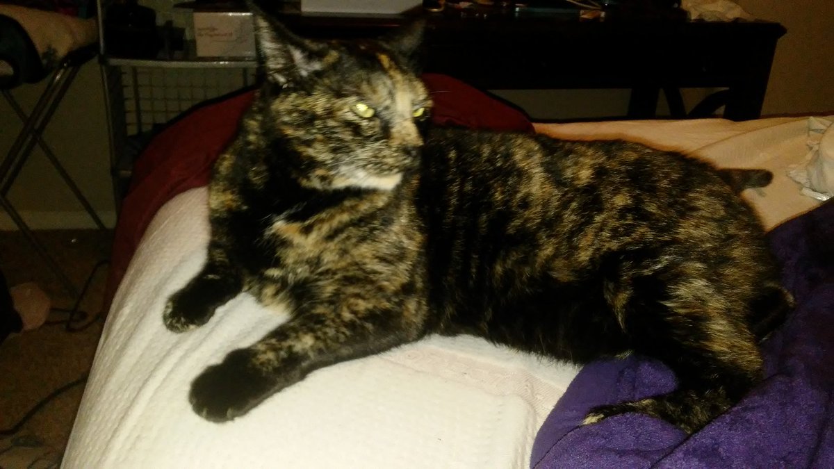 Celtic_Jamison's tweet photo. Our Foster Cat, Molly, Isnt She Adorable! 😻 https://t.co/flejgYxQAw